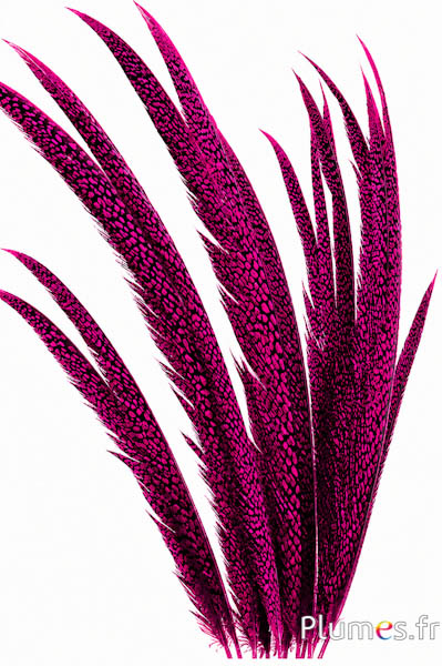 Fagiano dorato - 55-65 cm - fucsia
